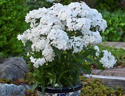 Opening Act White Phlox, White Phlox, Phlox In Container
Proven Winners
Sycamore, IL