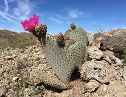 Opuntia Basilaris, Beavertail Cactus, Cactus Flower
Pixabay
