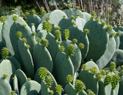 Opuntia Cacanapa, Ellisiana, Spineless Prickly Pear
Alamy Stock Photo
Brooklyn, NY