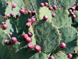Opuntia Engelmannii, Engelmann Prickly Pear, Cow’s Tongue
Shutterstock.com
New York, NY