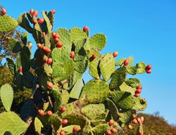 Opuntia Ficus Indica, Barbary Fig, Indian Fig
Shutterstock.com
New York, NY