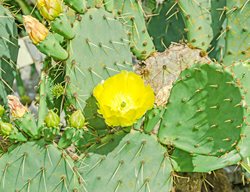 Opuntia Humifusa, Eastern Prickly Pear, Devil’s Tongue
Shutterstock.com
New York, NY