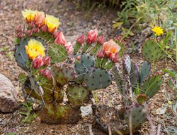 Opuntia Macrocentra, Black Spine Prickly Pear, Texas Santa Rita
Alamy Stock Photo
Brooklyn, NY