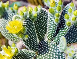 Opuntia Microdasys, Bunny Ears Cactus, Cactus Flower
Shutterstock.com
New York, NY