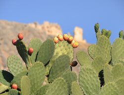 Opuntia, Prickly Pear, Fruit
Shutterstock.com
New York, NY
