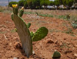 Opuntia, Prickly Pear, Propagating Prickly Pear
Alamy Stock Photo
Brooklyn, NY