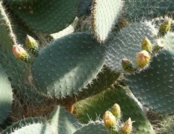 Opuntia Robusta, Silver Dollar Prickly Pear
Pixabay
