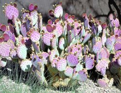 Opuntia Santarita, Santa Rita Prickly Pear, Purple Prickly Pear
Shutterstock.com
New York, NY