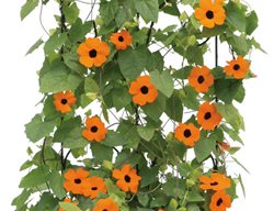 Orange-A-Peel Thunbergia, Thunbergia Alata, Black-Eyed-Susan Vine
Proven Winners
Sycamore, IL