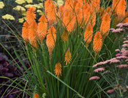 Orange Blaze Kniphofia, Red Hot Poker Plant
Proven Winners
Sycamore, IL