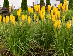 Orange Blaze Kniphofia, Yellow Torch Lily
Proven Winners
Sycamore, IL
