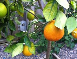 Orange
Garden Design
Calimesa, CA