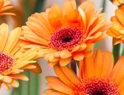 Orange Gerbera Daisy, Orange Daisy Flower
Shutterstock.com
New York, NY