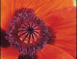 Orange Glow
Garden Design
Calimesa, CA