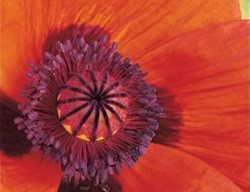 Orange Glow
Garden Design
Calimesa, CA