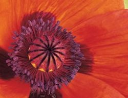 Orange Glow 
Garden Design
Calimesa, CA