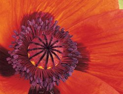 ‘orange Glow’
Garden Design
Calimesa, CA