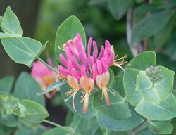 Orange Honeysuckle, Mandarin
Shutterstock.com
New York, NY