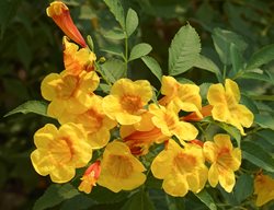 Orange Jubilee Esparanza, Esperanza Plant, Yellow Bells
Shutterstock.com
New York, NY