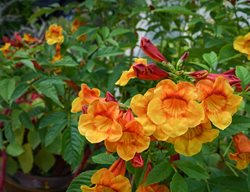 Orange Jubilee Esperanza, Orange Jubilee Tecoma
Shutterstock.com
New York, NY
