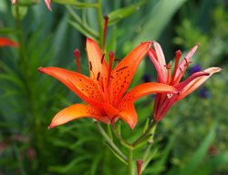 Orange Lily, Lilium Bulbiferum
Shutterstock.com
New York, NY
