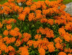 Orange Milkweed Plant, Asclepias Tuberosa
Proven Winners
Sycamore, IL