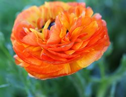 Orange Ranunculus, Tecolote Flamenco
Easy to Grow Bulbs
Oceanside, CA