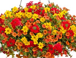 Orange Red Yellow Hanging Basket, Analogous Colors
Proven Winners
Sycamore, IL