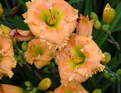 Orange Smoothie Daylily, Orange Daylily, Hemerocallis Hybrid 
Proven Winners
Sycamore, IL