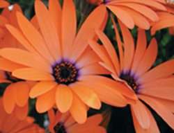 Orange Symphony African Daisy, Osteospermum Hybrid, Orange Flower
Proven Winners
Sycamore, IL