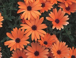Orange Symphony Osteospermum, Orange African Daisy, Orange Flower
Proven Winners
Sycamore, IL