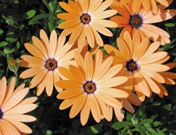 Orange Symphony Osteospermum, Orange Flower, African Daisy
Proven Winners
Sycamore, IL