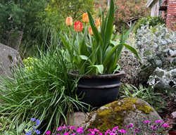 Orange Tulips In Pot
Garden Design
Calimesa, CA