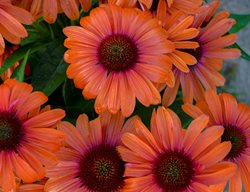 Orange You Awesome Coneflower, Orange Coneflowers
Proven Winners
Sycamore, IL