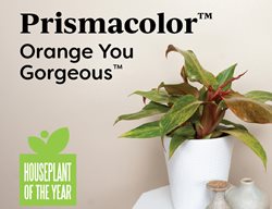 Orange You Gorgeous Philodendron
Proven Winners
Sycamore, IL