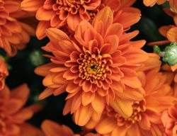 Orange Zest Mum, Chrysanthemum Grandiflorum, Orange Flower
Proven Winners
Sycamore, IL