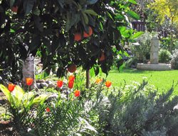 Oranges And Tulips
Garden Design
Calimesa, CA