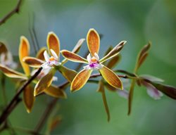 Orchid, Butterfly Orchid, Endangered Species
Fairchild Tropical Botanic Garden
