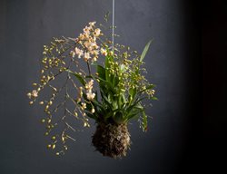 Orchid
Garden Design
Calimesa, CA