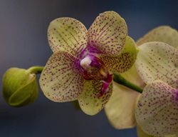 Orchid Not Blooming
Garden Design
Calimesa, CA