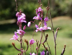 Orchid, Pine Pink Orchid, Endangered Species
Fairchild Tropical Botanic Garden
