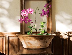 Orchids
Garden Design
Calimesa, CA