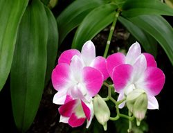 Orchids
Garden Design
Calimesa, CA