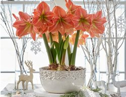 Order Amaryllis For Indoor Holiday Displays
Garden Design
Calimesa, CA
