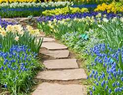 Order Bulbs
Garden Design
Calimesa, CA