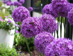 Order Bulbs
Garden Design
Calimesa, CA