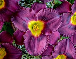 Order Daylilies
Garden Design
Calimesa, CA