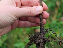 Order & Plant Bare-Root Fruit Trees
Garden Design
Calimesa, CA