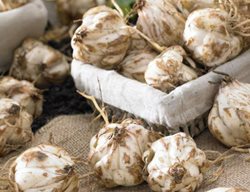 Order Spring-Planted Bulbs
Garden Design
Calimesa, CA