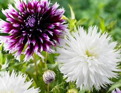 Order Spring-Planted Bulbs
Garden Design
Calimesa, CA